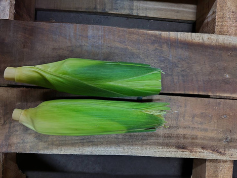 トウモロコシ　群馬県産　訳あり　12本