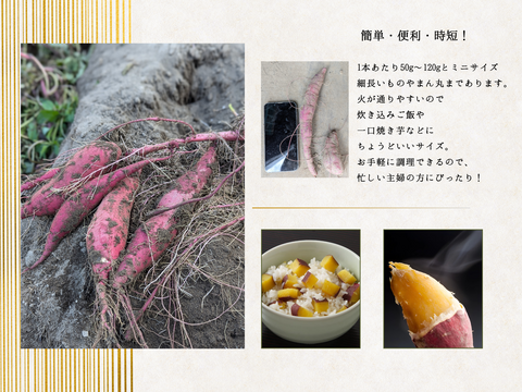 ちょうどいいサイズで大満足！ミニサイズの紅はるか（5kg）