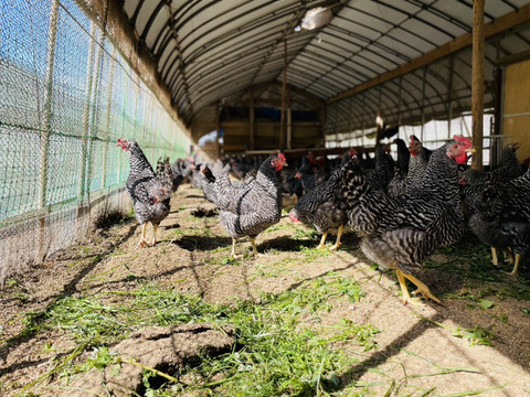 かたい！美味しい！安心！肉好きな人の為のオヤもも1キロ！！