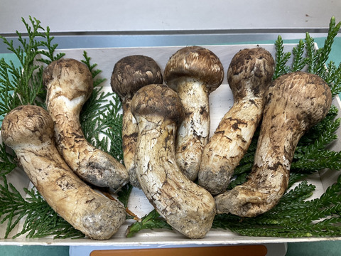 松茸　ミキちゃ 松茸 ミキちゃ 松茸まつり_本選 - ミクチャ (MIXCHANNEL)