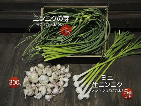 【農薬不使用】たっぷりニンニクの芽1kg+ニンニク300g+生ニンニク5個以上の詰め合わせ！着日指定に対応！