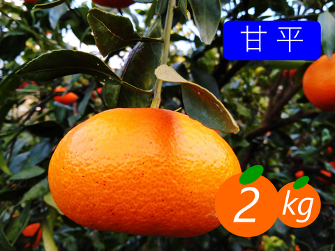 【食べ比べ】《家庭用》甘平×不知火 2kg(箱込み)×2箱 2月の柑橘セット①