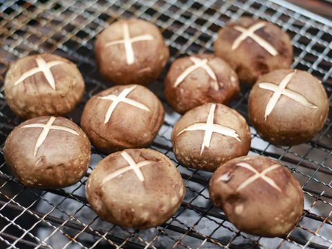 原木栽培 肉厚生しいたけ特秀品 600g以上 クール便　原木椎茸