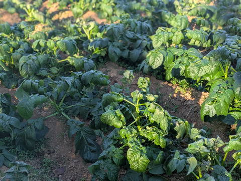 ❄️☃️冬の野菜セット☃️❄️