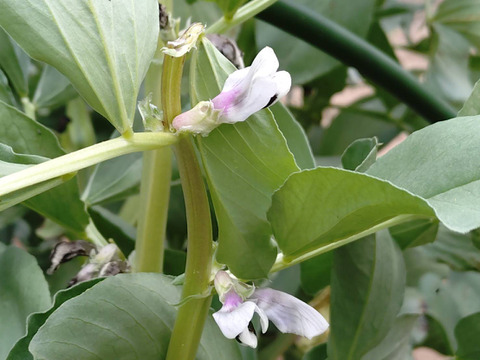 【規格外】新鮮！そら豆(家庭用・さや付き２Kg）千倉一寸