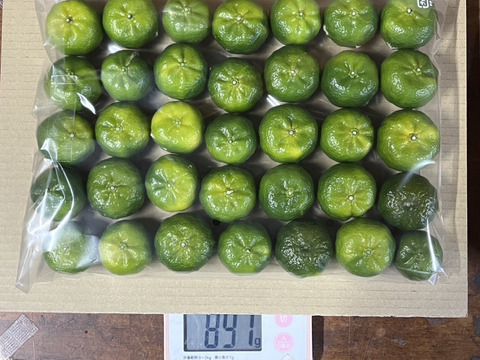 みかんの産地 和歌山で育てたシークワーサー