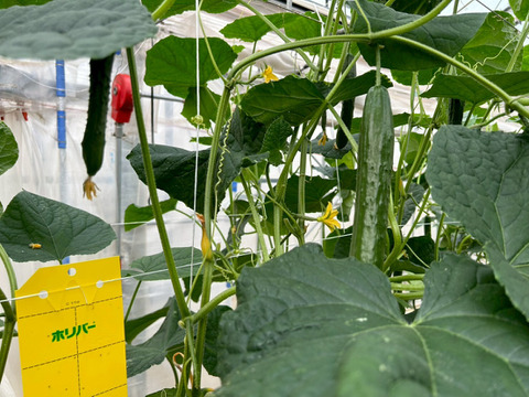 【ギフト用🎁】"おいしい水分補給"で熱中症対策 『湧水きゅうり』｜等級：秀｜1kg（箱重量込）：約6本