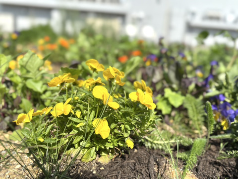 春が最盛期！！！山形の食べる花｜種から農薬不使用で育てたエディブルフラワー (ナデシコ・コーンフラワー・ビオラ各種指定可)押し花やドライにしても！