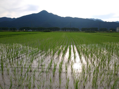 【2024年産】自然栽培のお米『旭（あさひ）』白米２ｋｇ