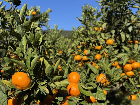【注いだら最後、止まらない】甘味×酸味が絶妙！福みかんジュース｜愛媛・西宇和産