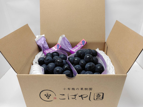 ナガノパープル2房入　約800g