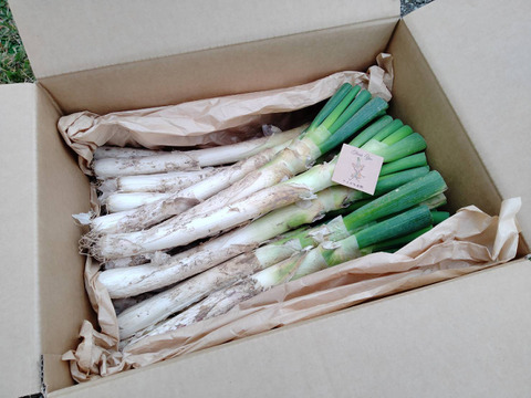 香りと甘さ！極太寒締め長ネギ3kg