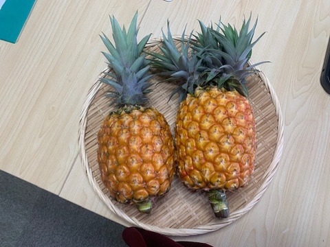 国内生産率1％と言われている貴重な最高級のパイナップル　ゴールドバレル3000g~3500ｇ2個