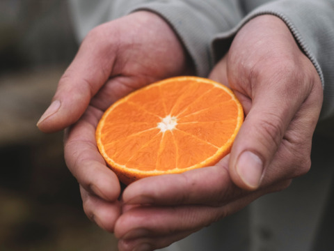 【新品種】甘平×まどんな【紅プリンセスと同品種】家庭用 2kg【愛果48号】