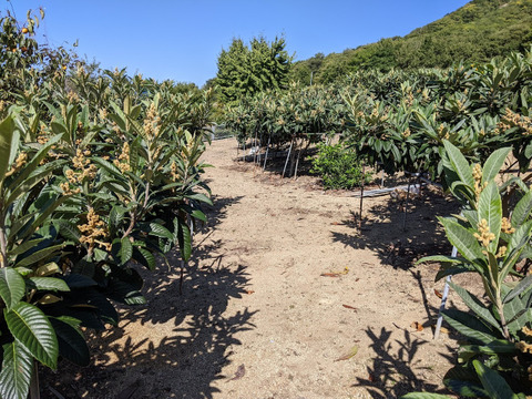 🍋枇杷、普通Mサイズ（大きさ不揃い）  数量４０個