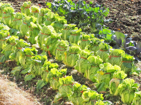 【受注収穫】奥四万十越冬白菜６ｋｇ（４玉入り） 農薬不使用 自然栽培 四万十産