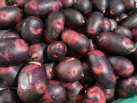 【割引中】見た目も味も刺激的☆掘りたてデストロイヤー　箱込み2ｋｇ