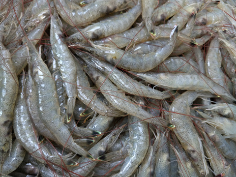 旬！芝エビ５００グラム×4、2キロ入り