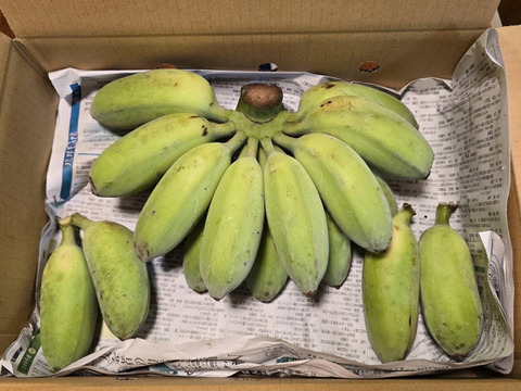お試し価格】アップルバナナ！3kg：沖縄県産のその他バナナ