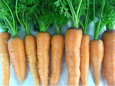 3kg🥕皮まで美味しいニンジン🥕今が旬！🥕《農薬・化学肥料不使用》