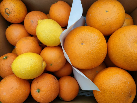 【セット商品】紅八朔・ネーブルSサイズ・小玉レモン2個【ご家庭用/5kg】