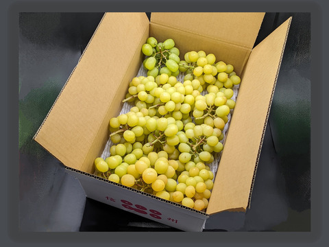 【特別栽培相当長野県認証】訳あり完熟シャインマスカッ10kg 規格外※長野県認証/特別栽培同基準（信州の環境にやさしい農産物認証50）