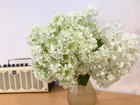 【癒しのお花】アナベル　5本　(30〜50cm)