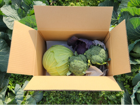 栄養満点！【冬野菜3種セット】キャベツ&ブロッコリー 4点