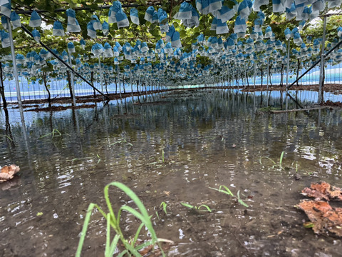【1口5000円】令和7年8月 大雨による浸水害  生産者応援チケット