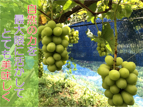 【農薬節減】甘くて美味しい自慢のシャインマスカット（2房）