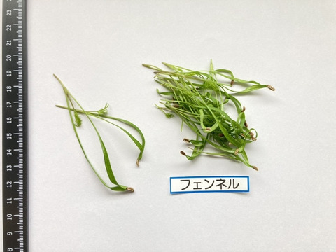 【週末発送★数量限定】マイクロハーブ　5種セット/各２g