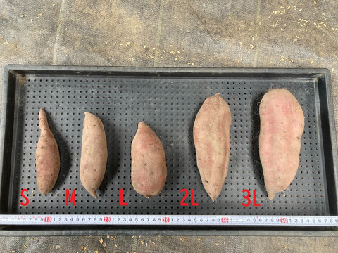【自然栽培】　さつまいも（シルクスイート）５kg　S～3Lのmix　農薬不使用・無肥料栽培　【岐阜県産】【収穫時期2025年10月上旬】980円／1kg