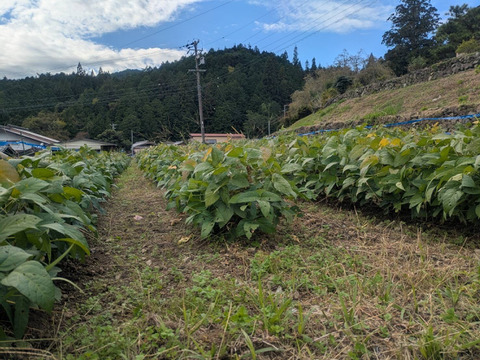 小粒でも旨みぎゅっ！ 黒千石大豆 200g×2袋