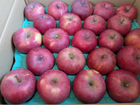 ★シャキシャキ葉とらずふじりんご10㎏(20～40玉)【特別栽培農産物】【長野県産】