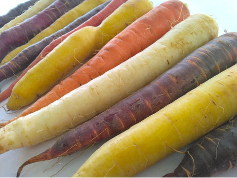 5kg🥕元気な彩り！食卓が盛り上がる！カラフルにんじん《農薬・化学肥料不使用》