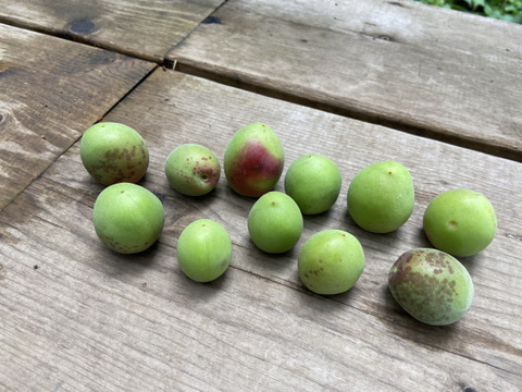 【6/8、9出荷限定　小田原産　白加賀　青梅】 (３ｋ)梅シロップ、梅酒に最適！新鮮もぎたて直送！神奈川県は小田原辻村農園・山林より梅の販売！まだ間に合います！2024年天皇杯受賞の農園・山林です！