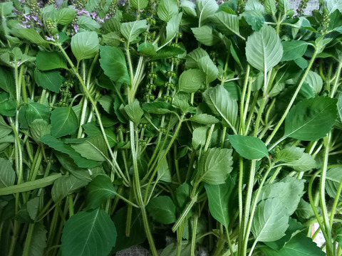 ホーリーバジル　500g