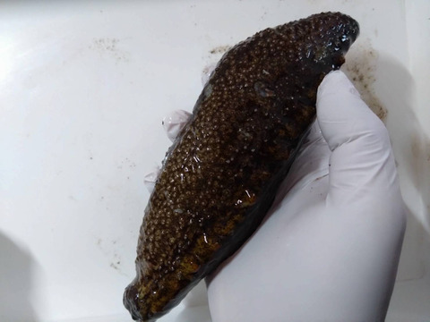 【漁師直送】青森県深浦町産 天然 赤ナマコ・黒ナマコ（混在）【1kg】