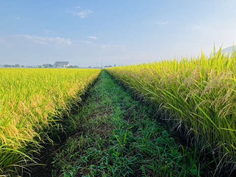 ★R6年産新米★【山形県産はえぬき5kg精米】