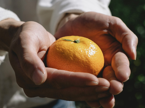【訳ありだけど美味しさそのまま】愛媛みかん 5.5kg 愛媛県川上産