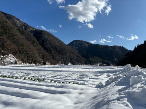 【味グルメ大根７本】雪の下で甘みを蓄えました。雪中大根。