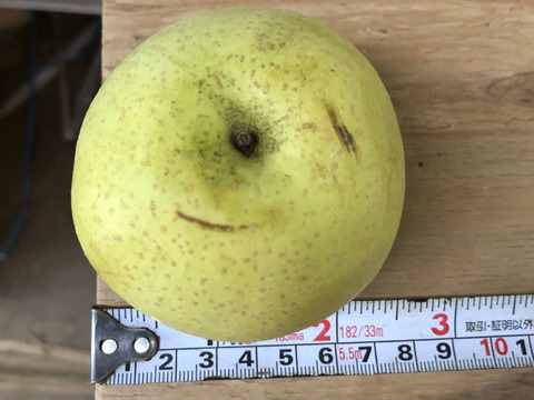 【加工用】訳ありミニサイズ梨を格安で🍐【かおり】約4kg