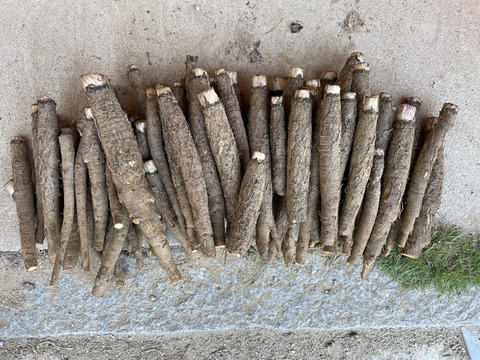 【自然栽培】大浦ごぼう　5㎏     （牛蒡・ゴボウ）