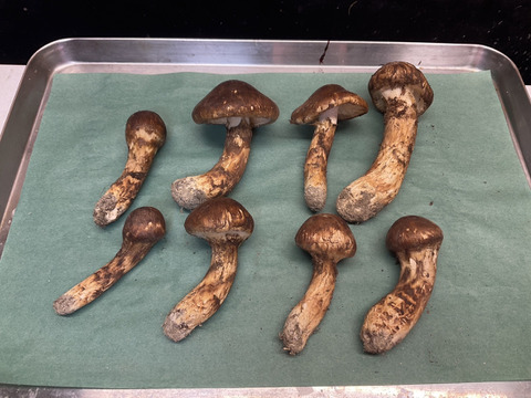 【秋の味覚の王様】松茸詰め合わせ/220g【格安限定！】