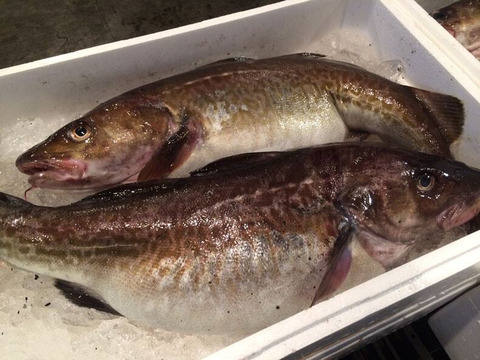 真鱈‼️タラ(オス)⭐️ 鍋の王様‼️ この時期だけの提供出来る魚です‼️　1匹約3〜6kg
他の魚が余ればサービスして同梱致します⭐️