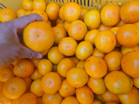 【知る人ぞ知る!!】由良みかん『 小 玉 』 美味しいという声がこだまする!!3kgでも大満足!!