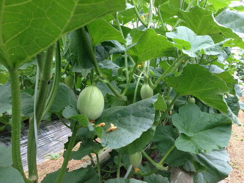 👑シーズンわずか1%希少なキングダムメロン👑海外セレブが指名してまで食べたいメロン王国が誇る渥美半島ブランド最高級最高峰【贈答用】【お中元ギフト】【7月下旬予約】