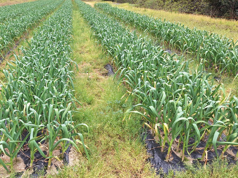 愛媛県産ニンニク嘉定種1kg