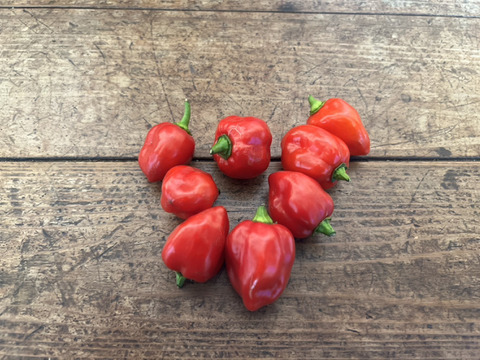 ハバネロ（赤）　100g 群馬県東吾妻町産