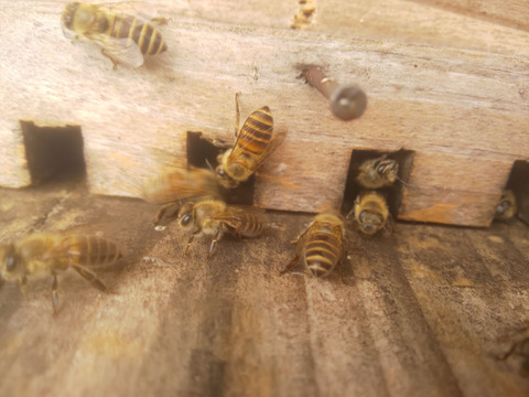 【みつばちの贈り物A】自然のままの金柑とにほんみつばちの蜂蜜のセット